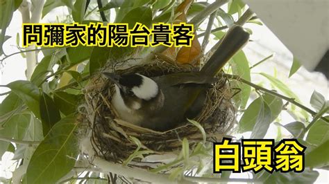 鳥築巢吉兆|【家有鳥巢】家有鳥巢，居家風水亨通！揭開野鳥築巢。